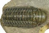 Detailed Crotalocephalina Trilobite - Atchana, Morocco #372403-3